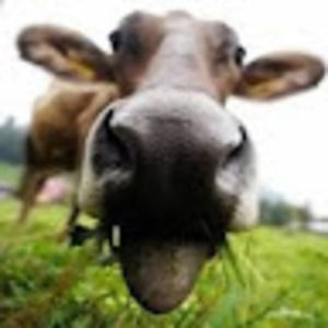 Meet your Posher, Nathan